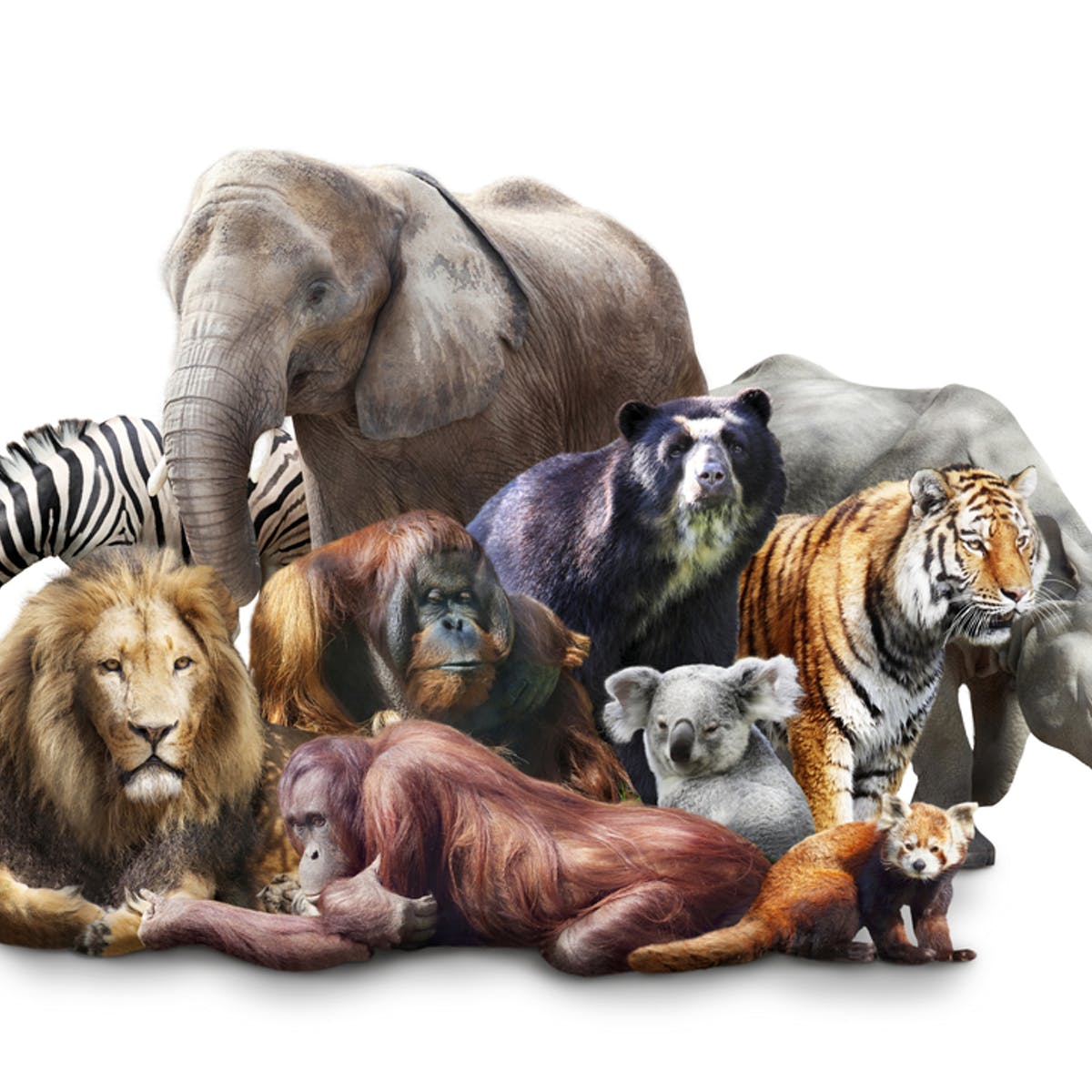 WW – Describing Mammals – The Fantasy Corner